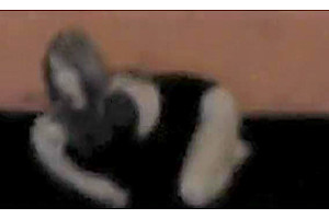 Crazy homemade shemale clip with Masturbation, Webcam scenes