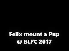 Felix Mounts a Pup
