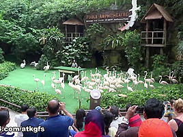 Gia Paige in You Travel From Singapore To Malaysia With Gia - ATKGirlfriends