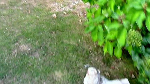 Philip Fucked Bareback By 2 Top Boys In The Garden And Creampied - HumliationAndSpanking