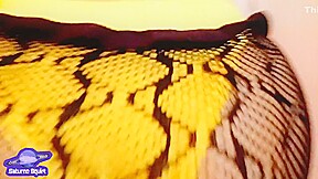 Saturn Squirt Her Stepbrother-in-law Records Her As She Has A Beautiful Ass In Fishnet Stockings