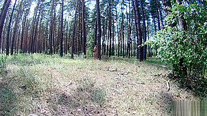 Tinder date idea: Fuck her in the forest: Creampie surprise