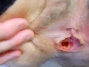 Wife masturbates and spreads pussy for cum